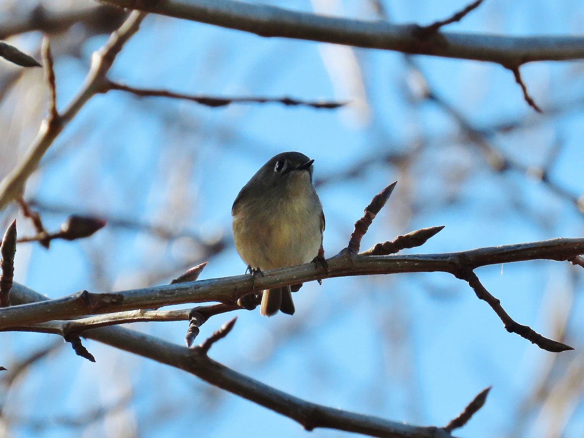 Ruby-crowned Kinglet - ML283404731