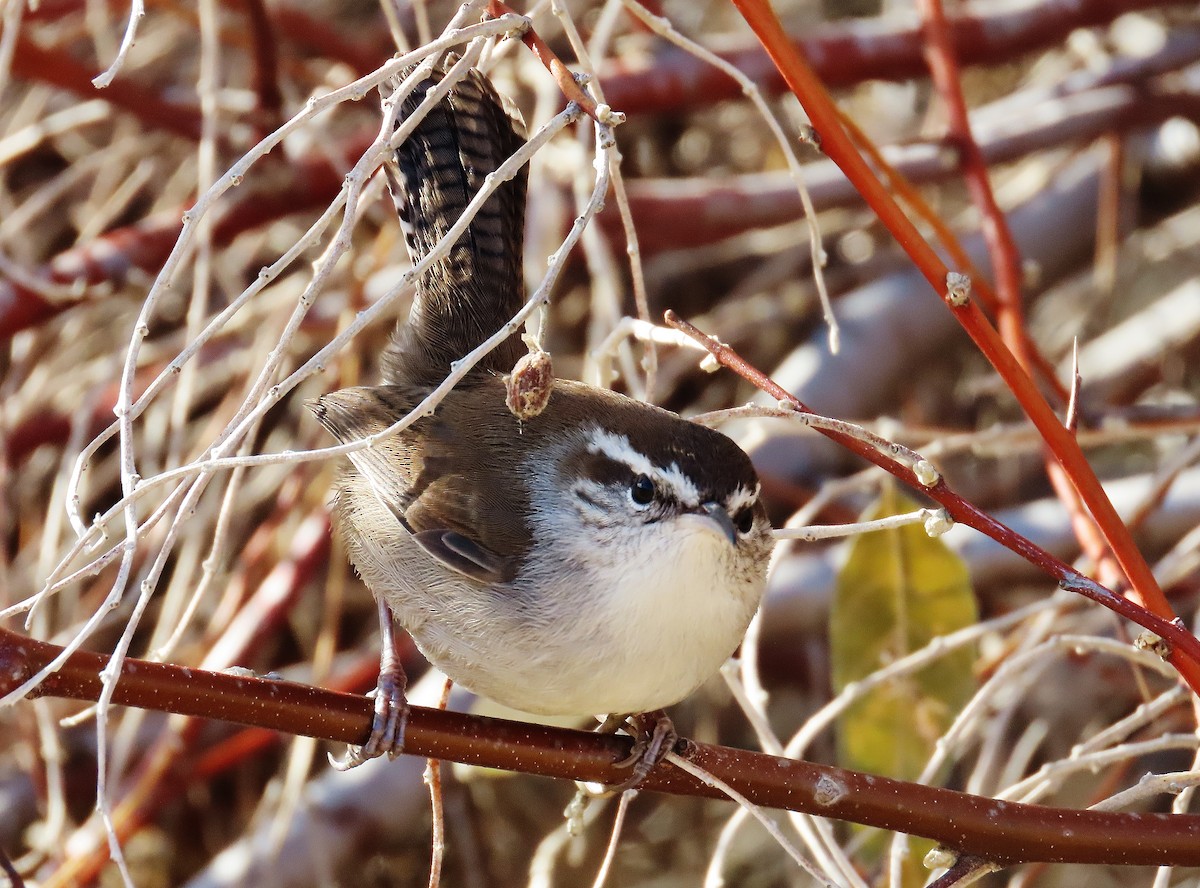 Bewick's Wren - ML283404821