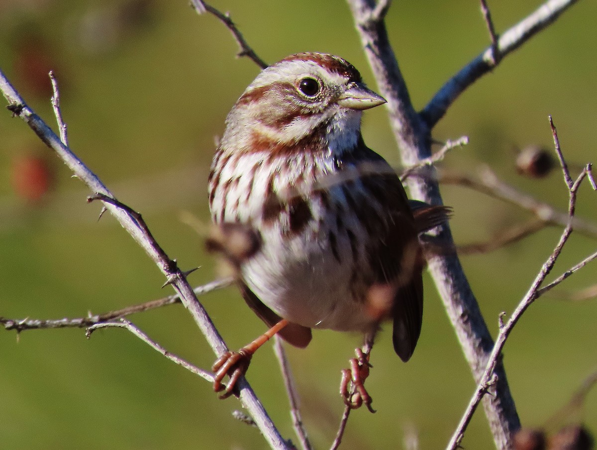 Song Sparrow - ML283404861