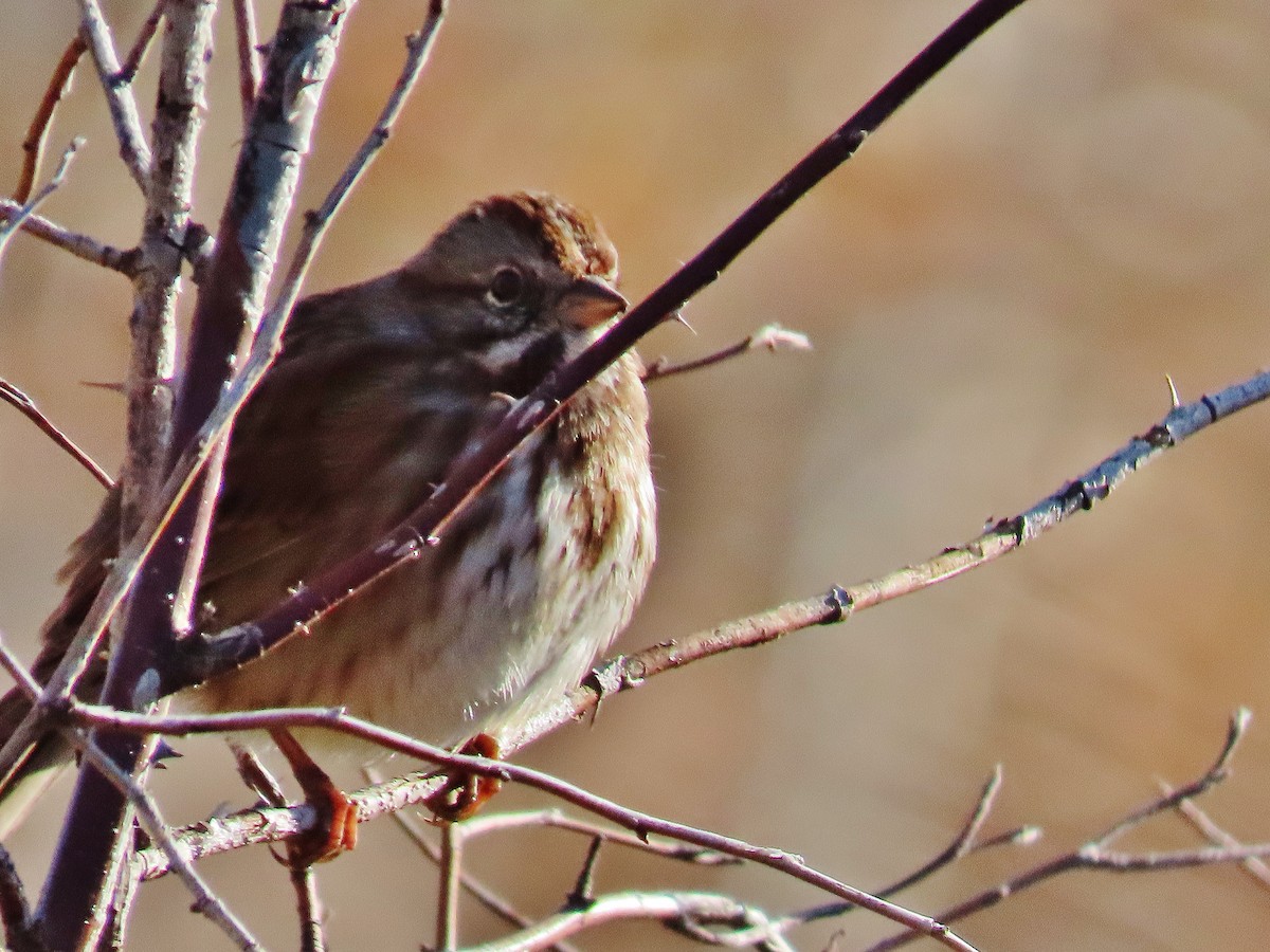 Song Sparrow - ML283404881
