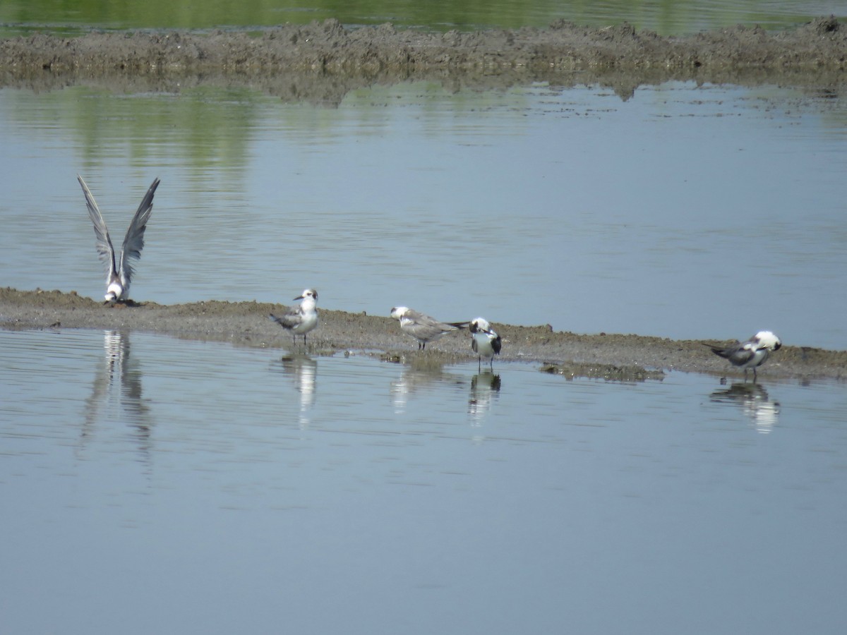 Black Tern - John van Dort