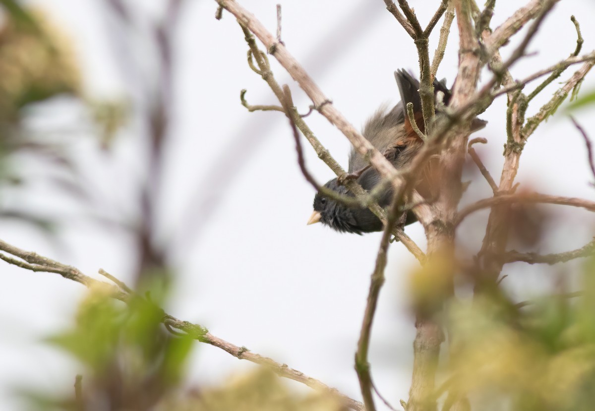 Paramo Seedeater - Joachim Bertrands