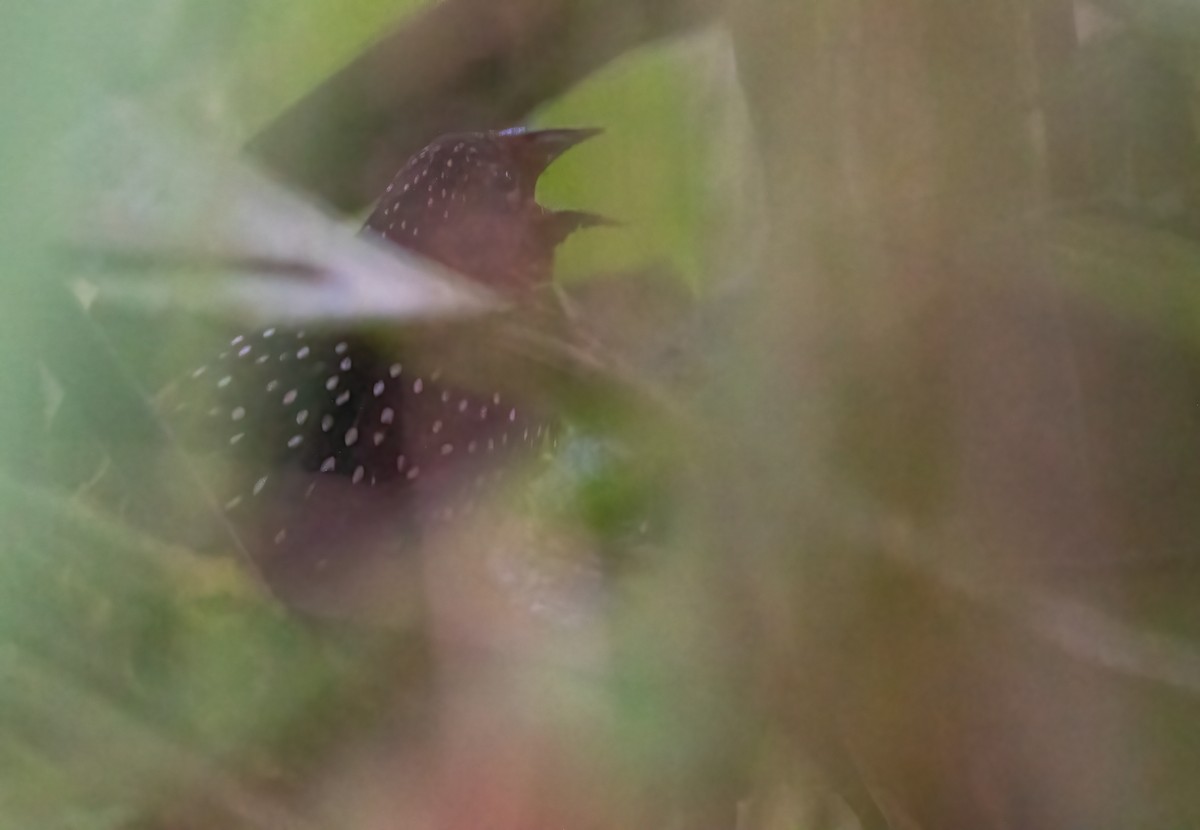 Ocellated Tapaculo - Joachim Bertrands