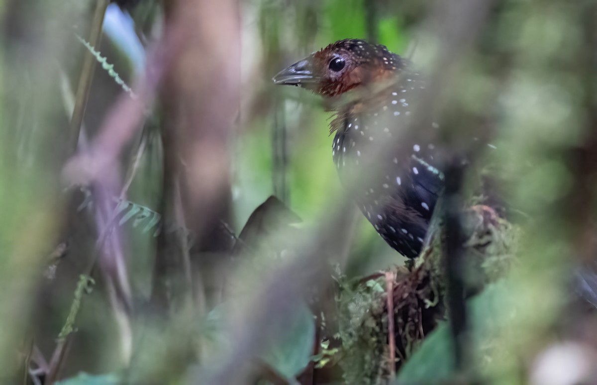 Ocellated Tapaculo - ML283407461