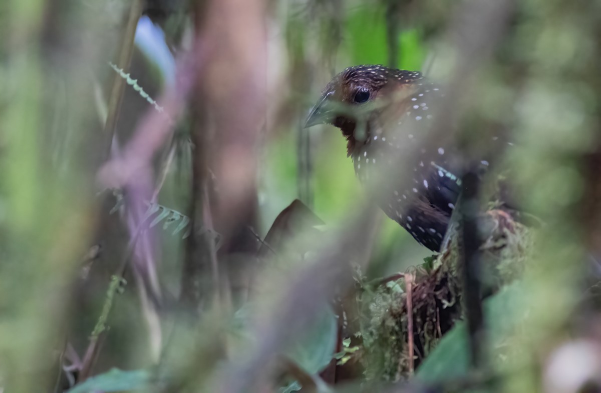 Ocellated Tapaculo - ML283407481