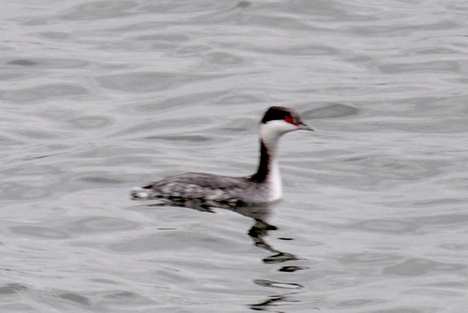 Horned Grebe - ML283409971