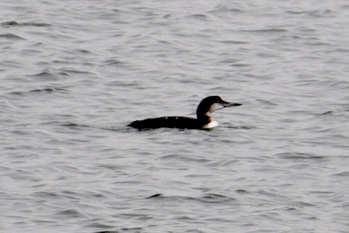 Common Loon - ML283410291