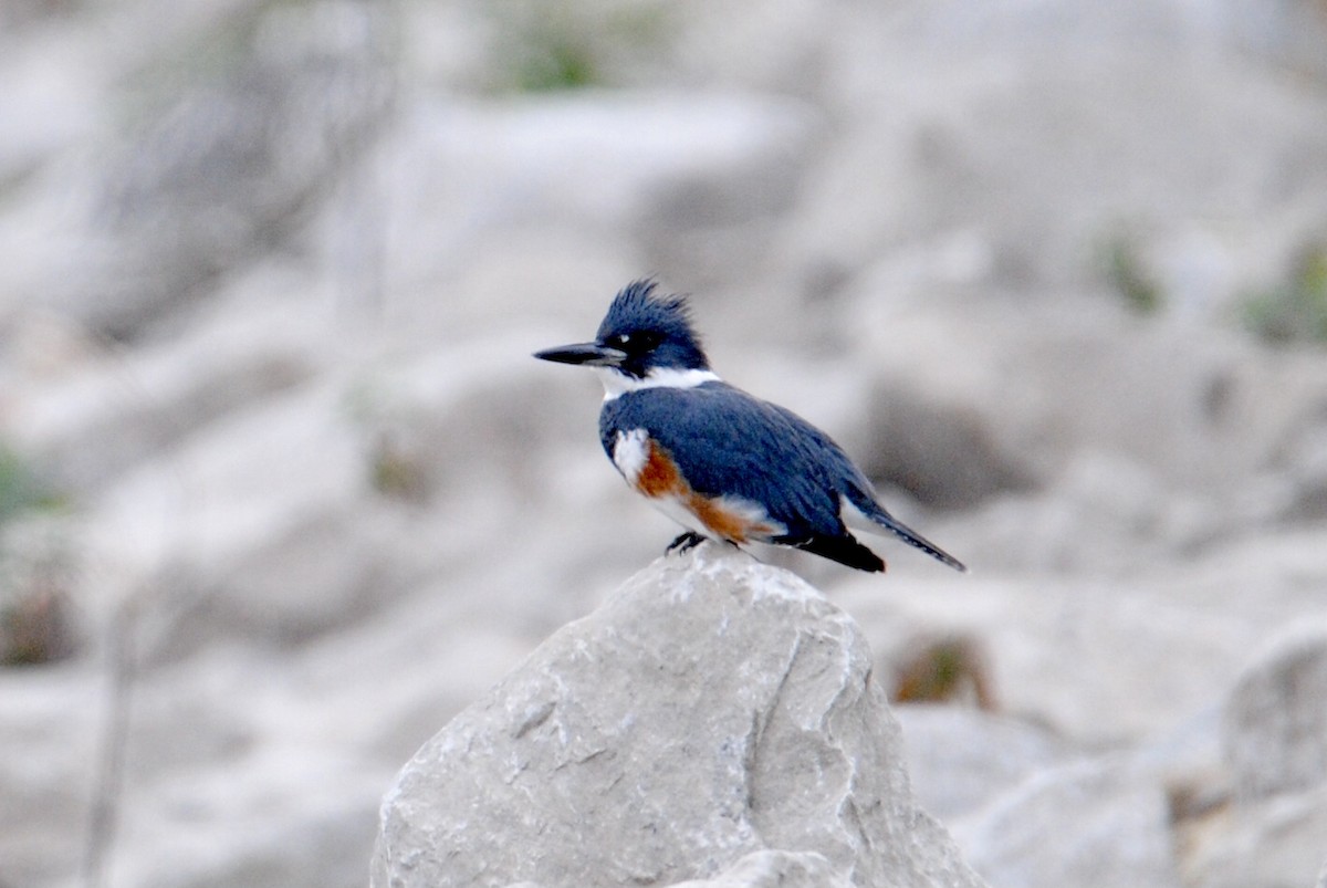 Belted Kingfisher - ML283411661