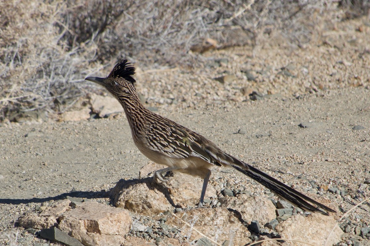 Greater Roadrunner - ML283412121