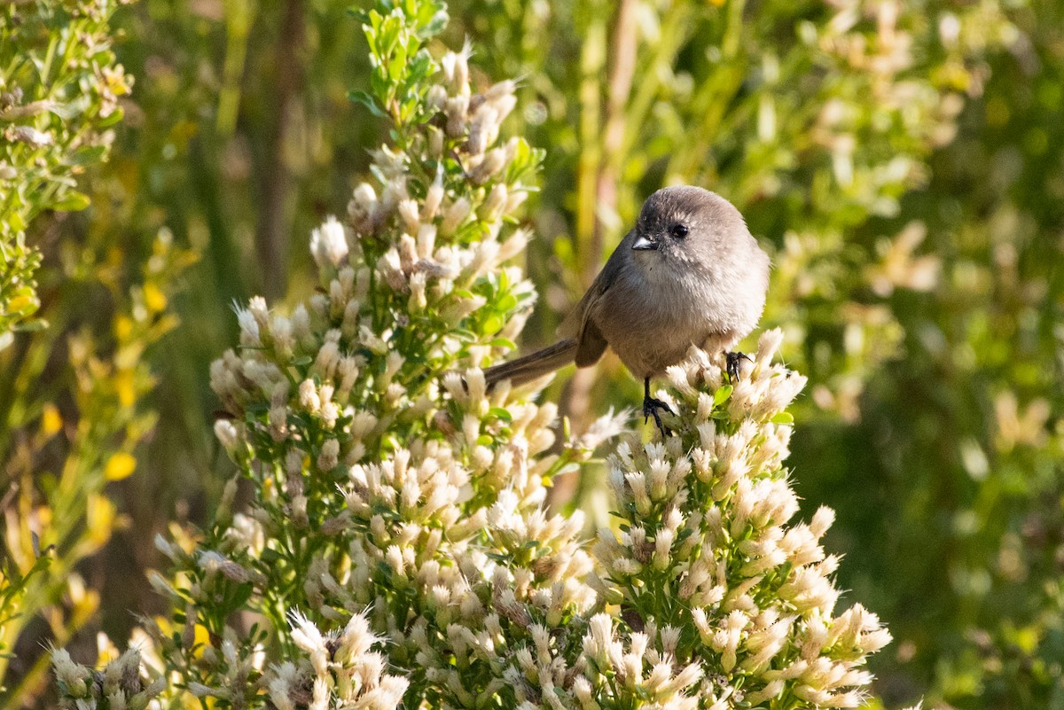 Bushtit - Andrea C