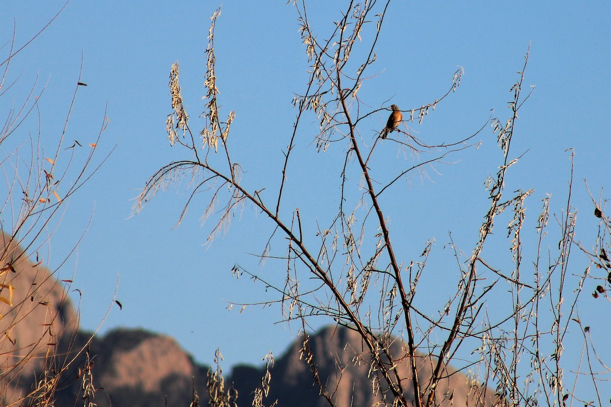 American Robin - ML283414111