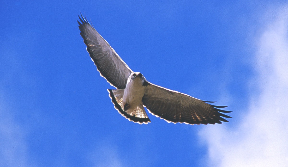 Красноспинная агуйя (Red-backed) - ML283414121