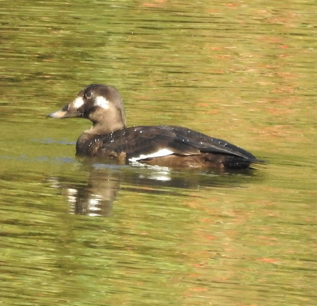 White-winged Scoter - ML283414781