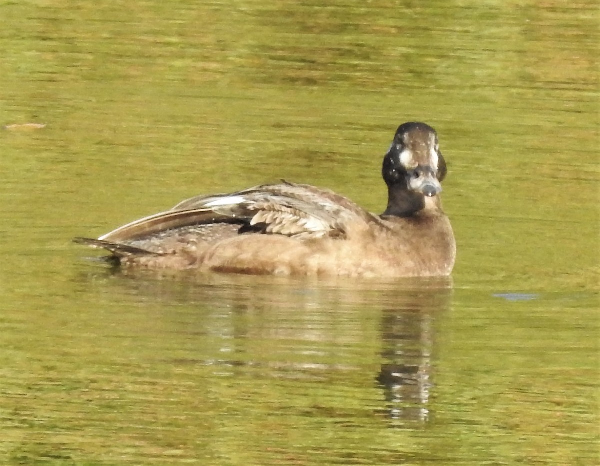 White-winged Scoter - ML283414831