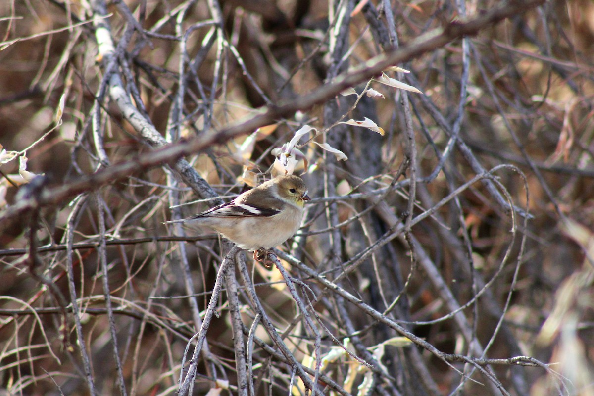 American Goldfinch - David Lerwill