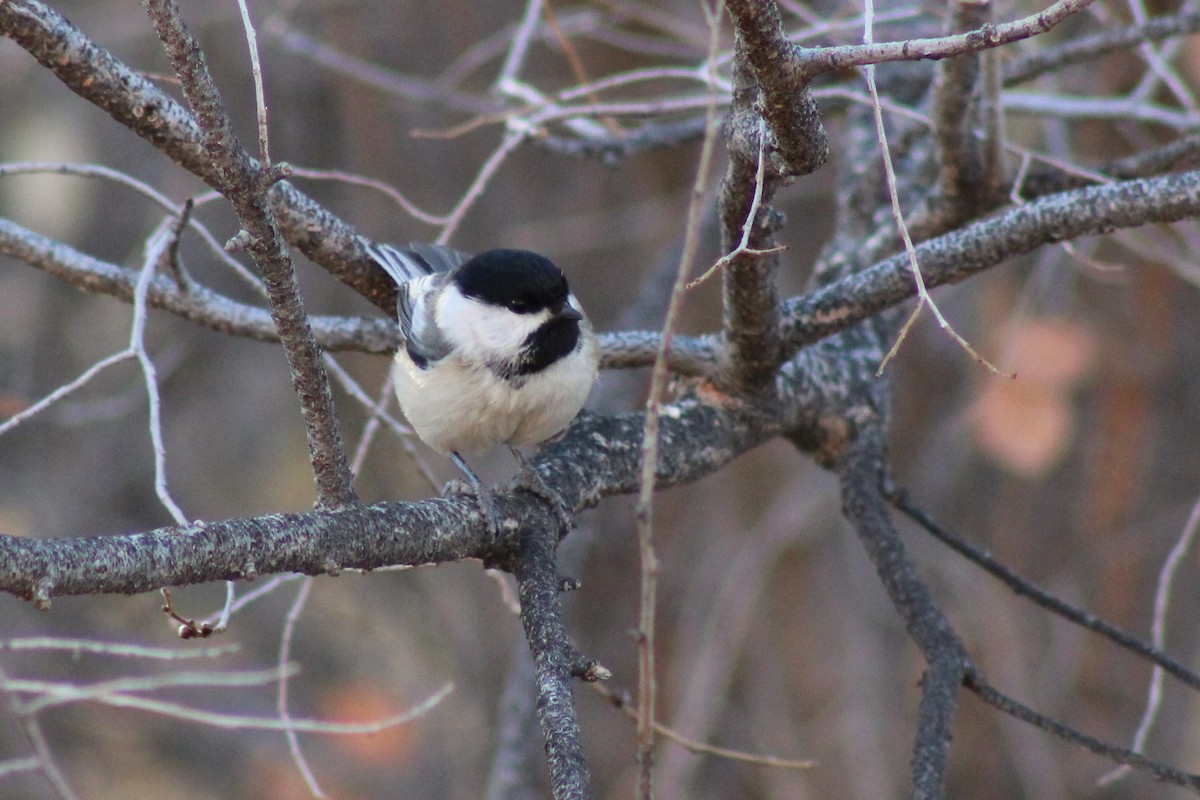 Black-capped Chickadee - ML283415561