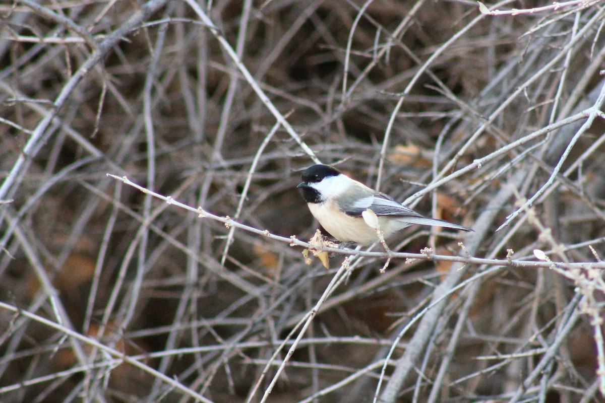 Mésange à tête noire - ML283415611