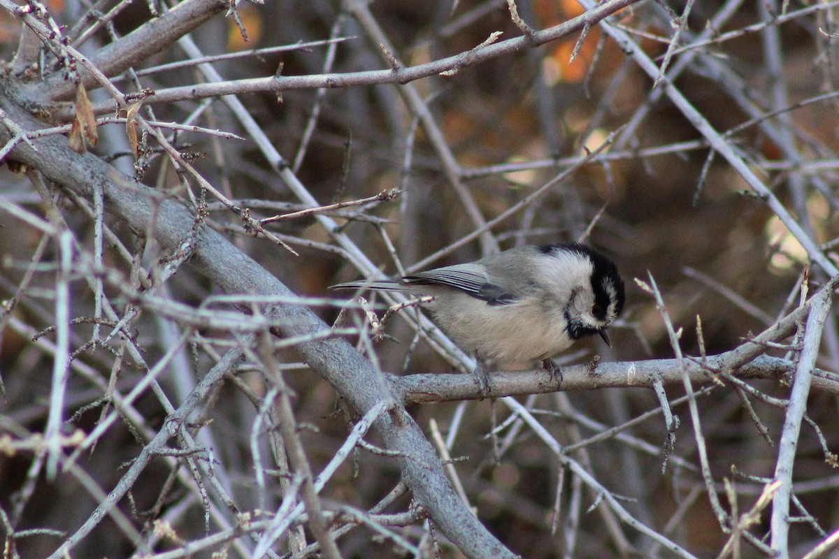 Mountain Chickadee - David Lerwill