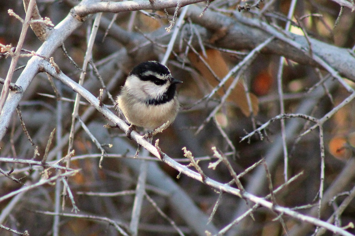 Mountain Chickadee - David Lerwill