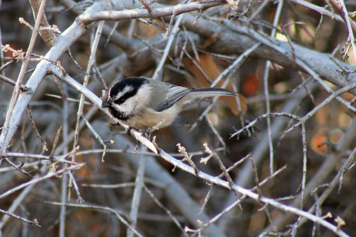 Mountain Chickadee - David Lerwill