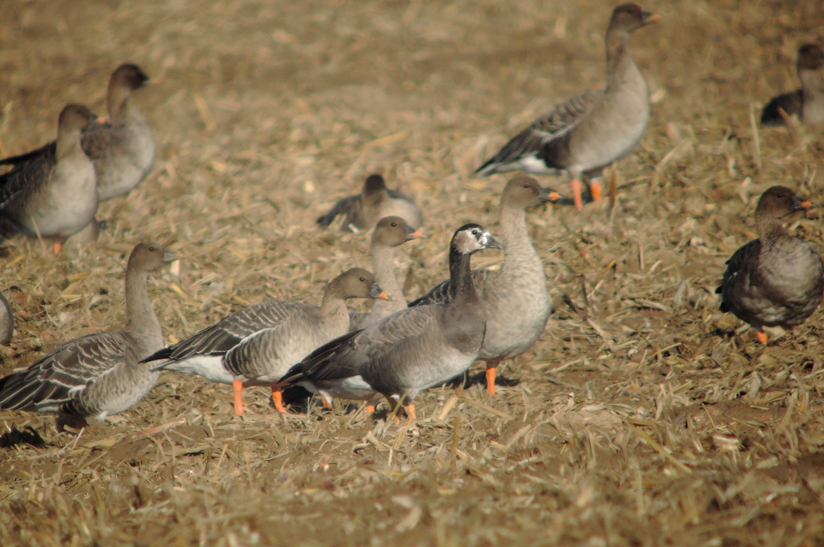Greater White-fronted x Barnacle Goose (hybrid) - Zbigniew Kajzer