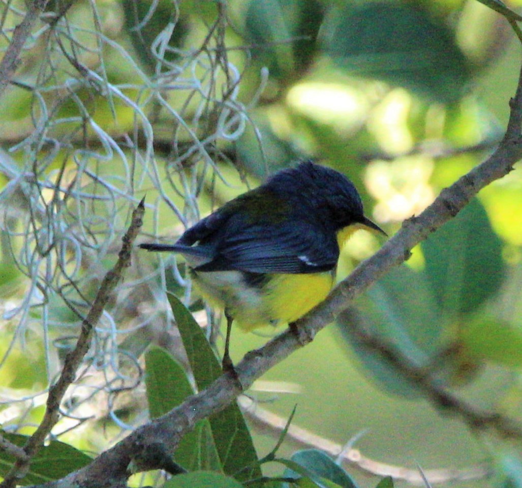 Tropical Parula (Middle American) - ML283417571