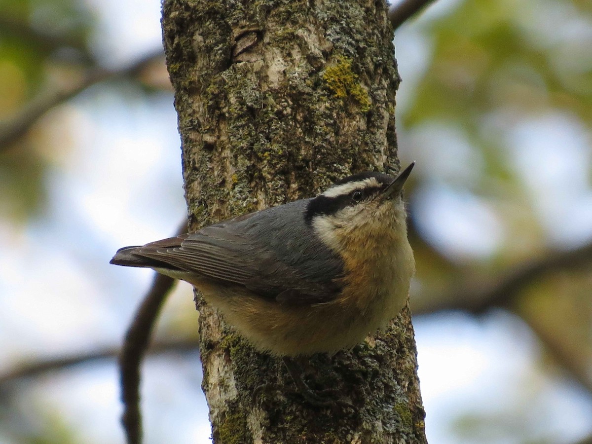 Red-breasted Nuthatch - ML28341801