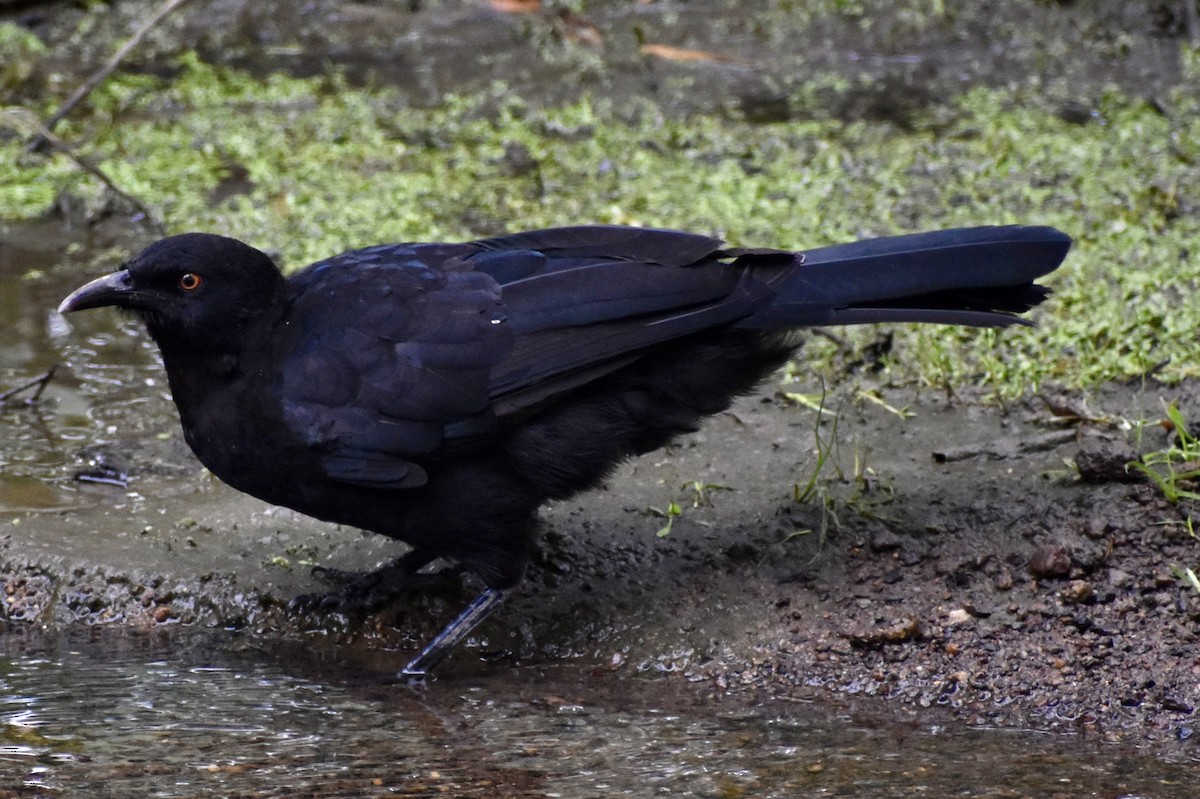 White-winged Chough - Lissa Ryan