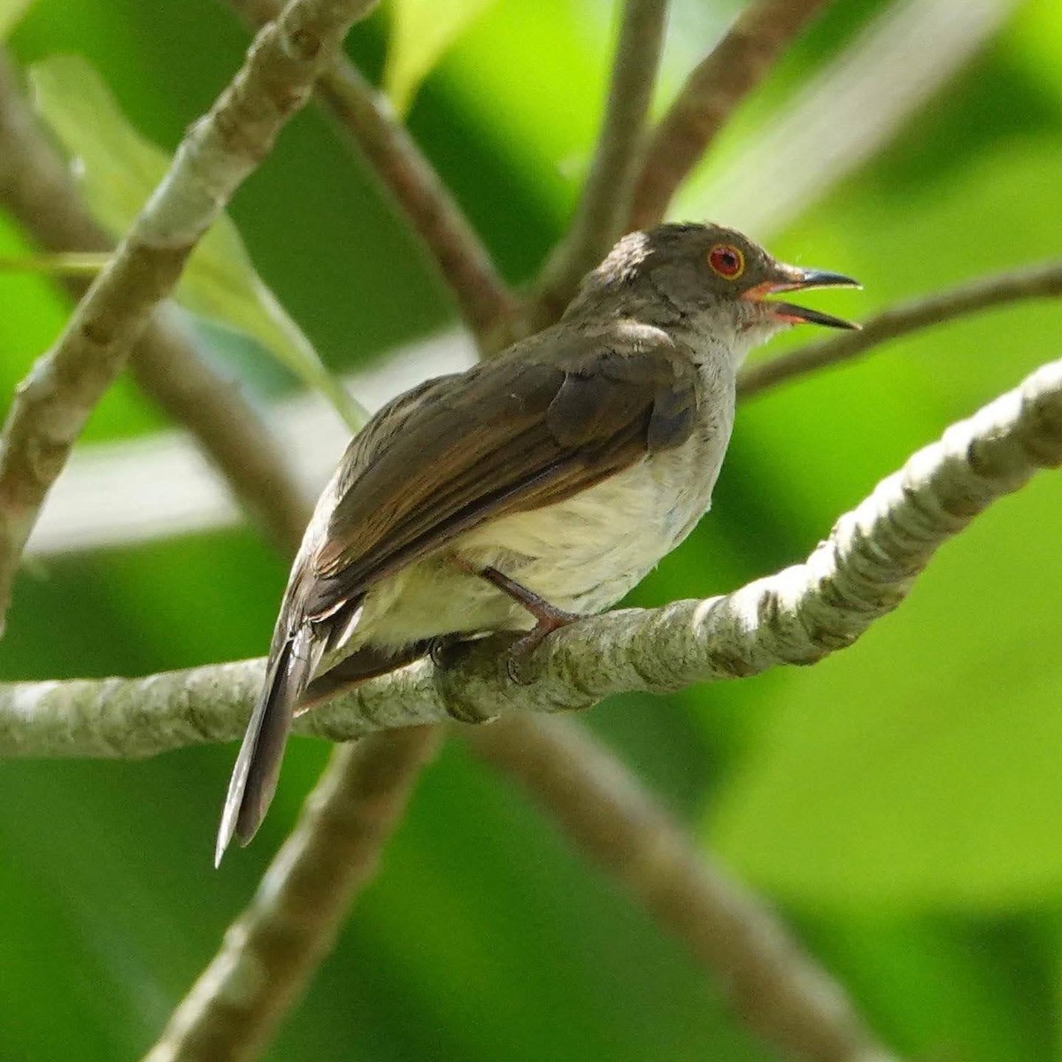 Spectacled Bulbul - ML283418281