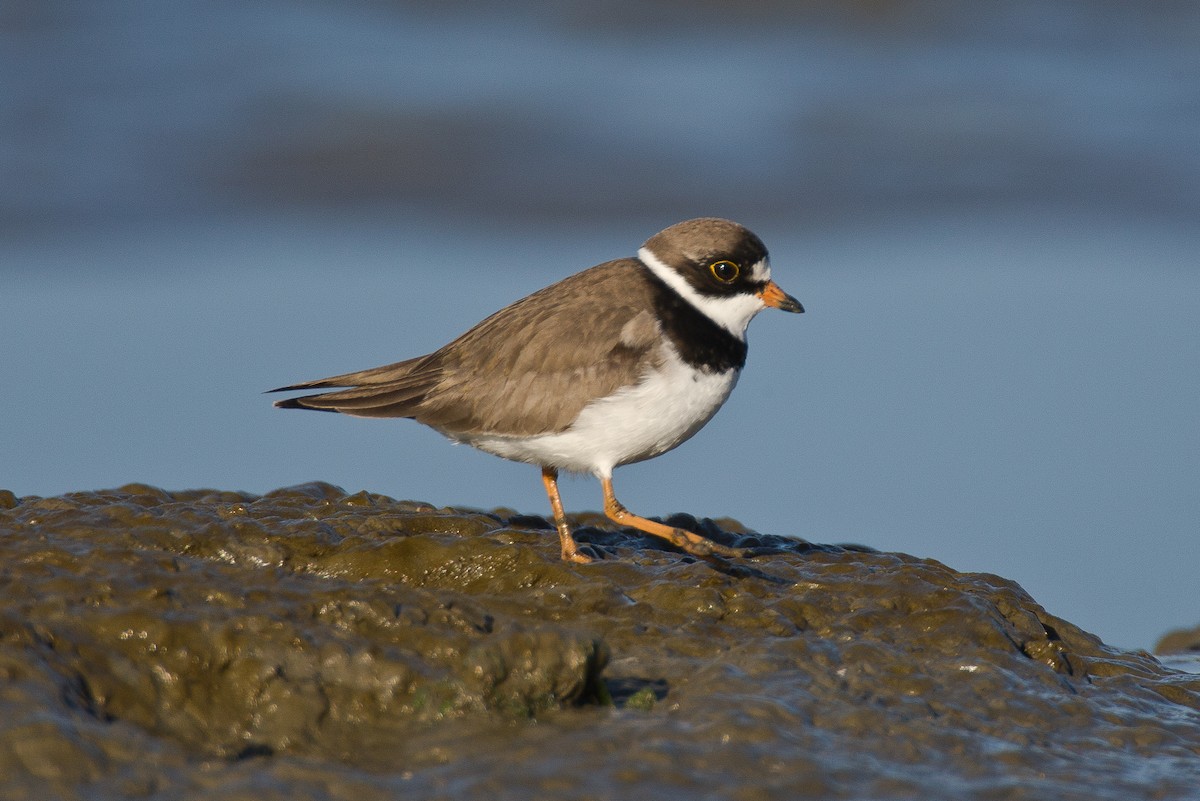 Semipalmated Plover - Robert Lewis