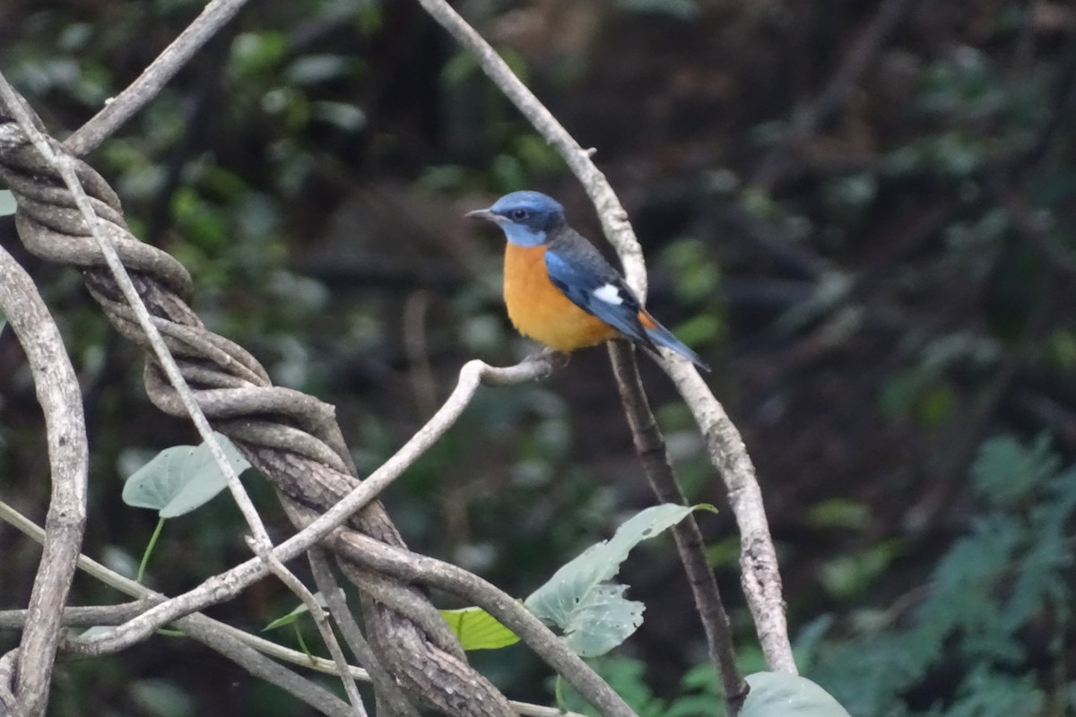 Blue-capped Rock-Thrush - ML283418451