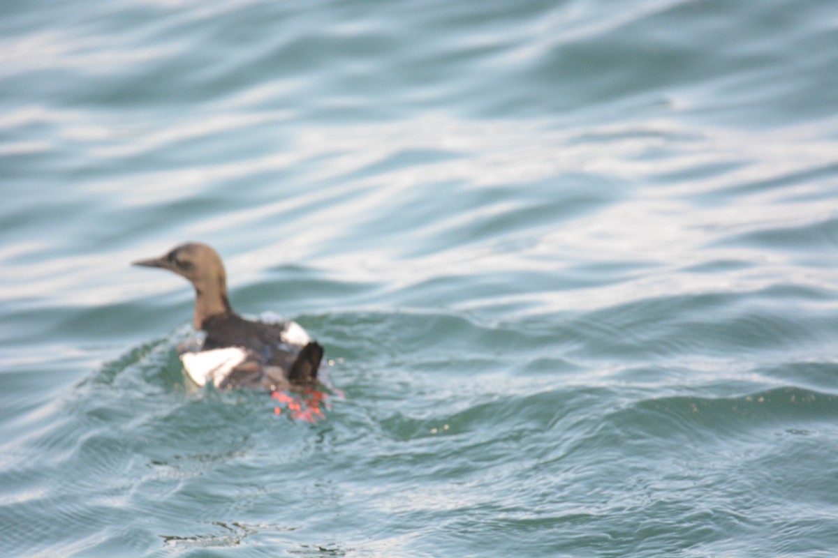 Guillemot à miroir - ML283418911