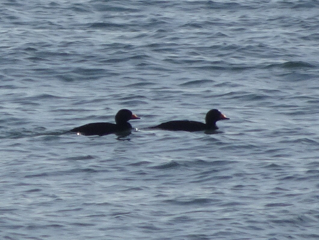 Black Scoter - ML283419311