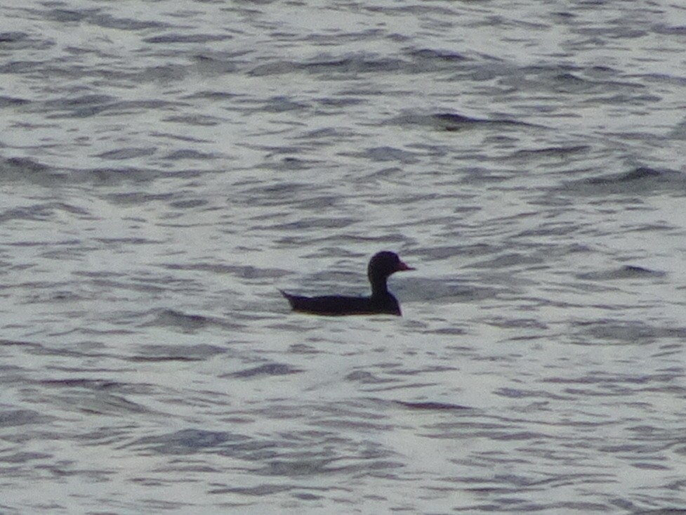 Black Scoter - ML283419381