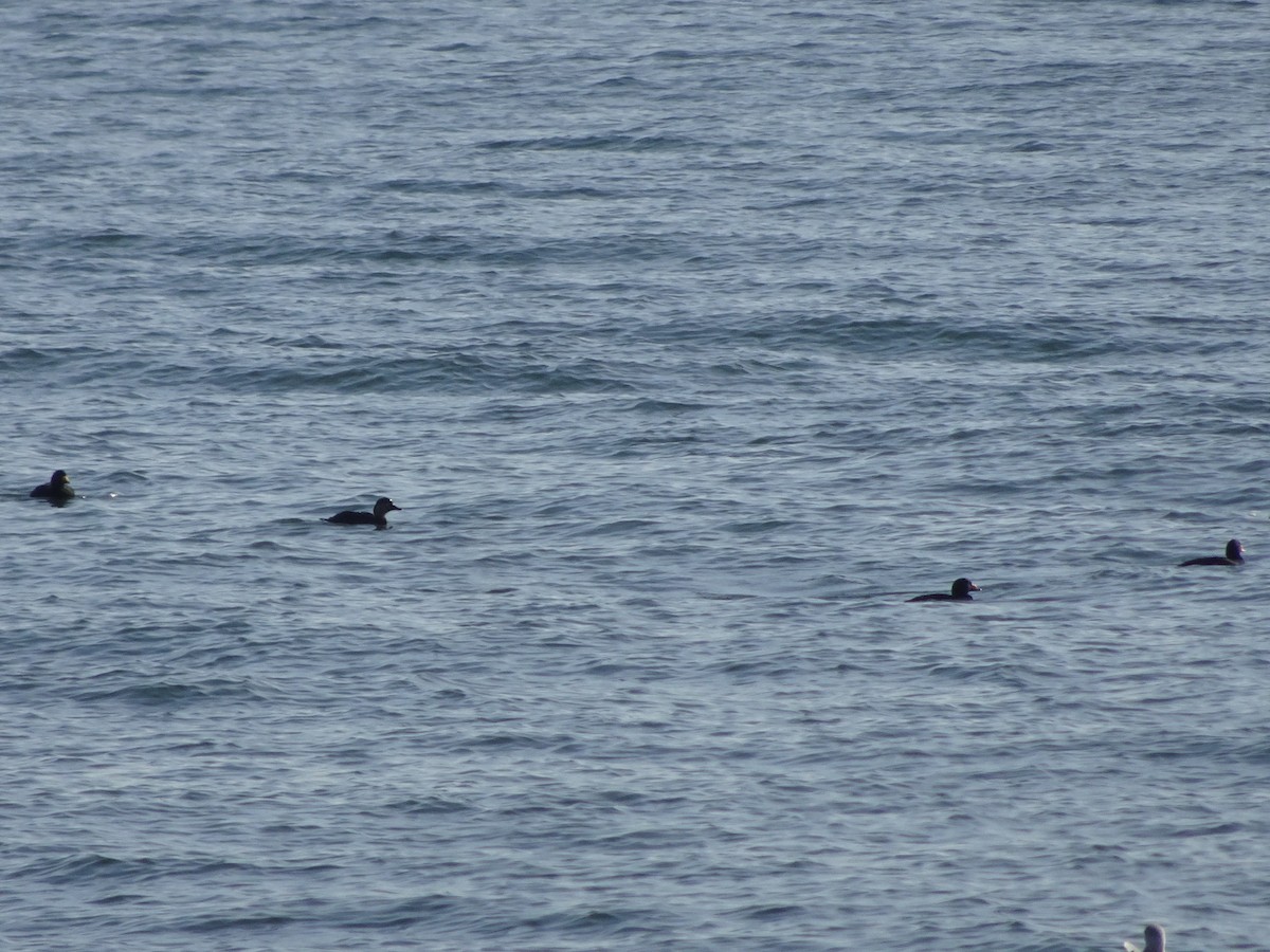 Black Scoter - ML283419391