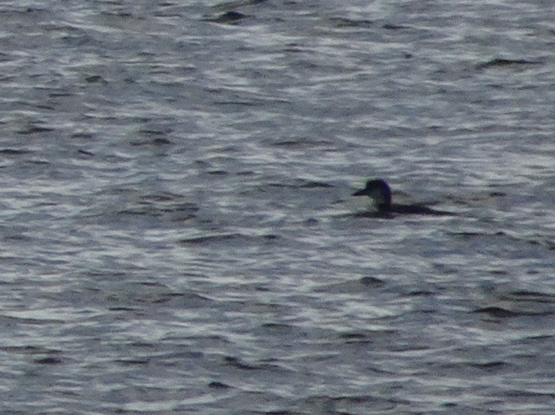 Common Loon - ML283419631