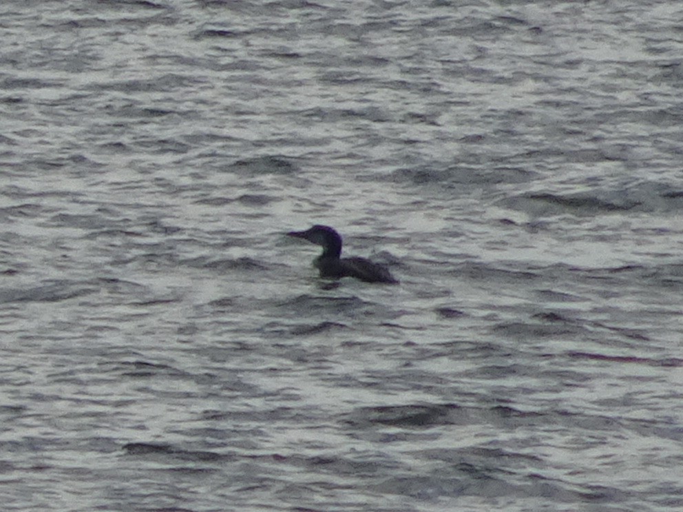 Common Loon - ML283419641