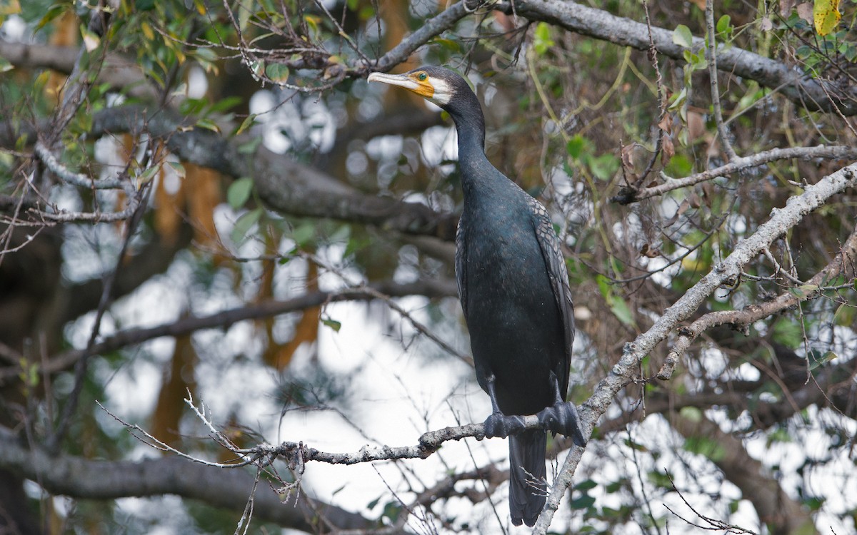 Great Cormorant - Thierry NOGARO