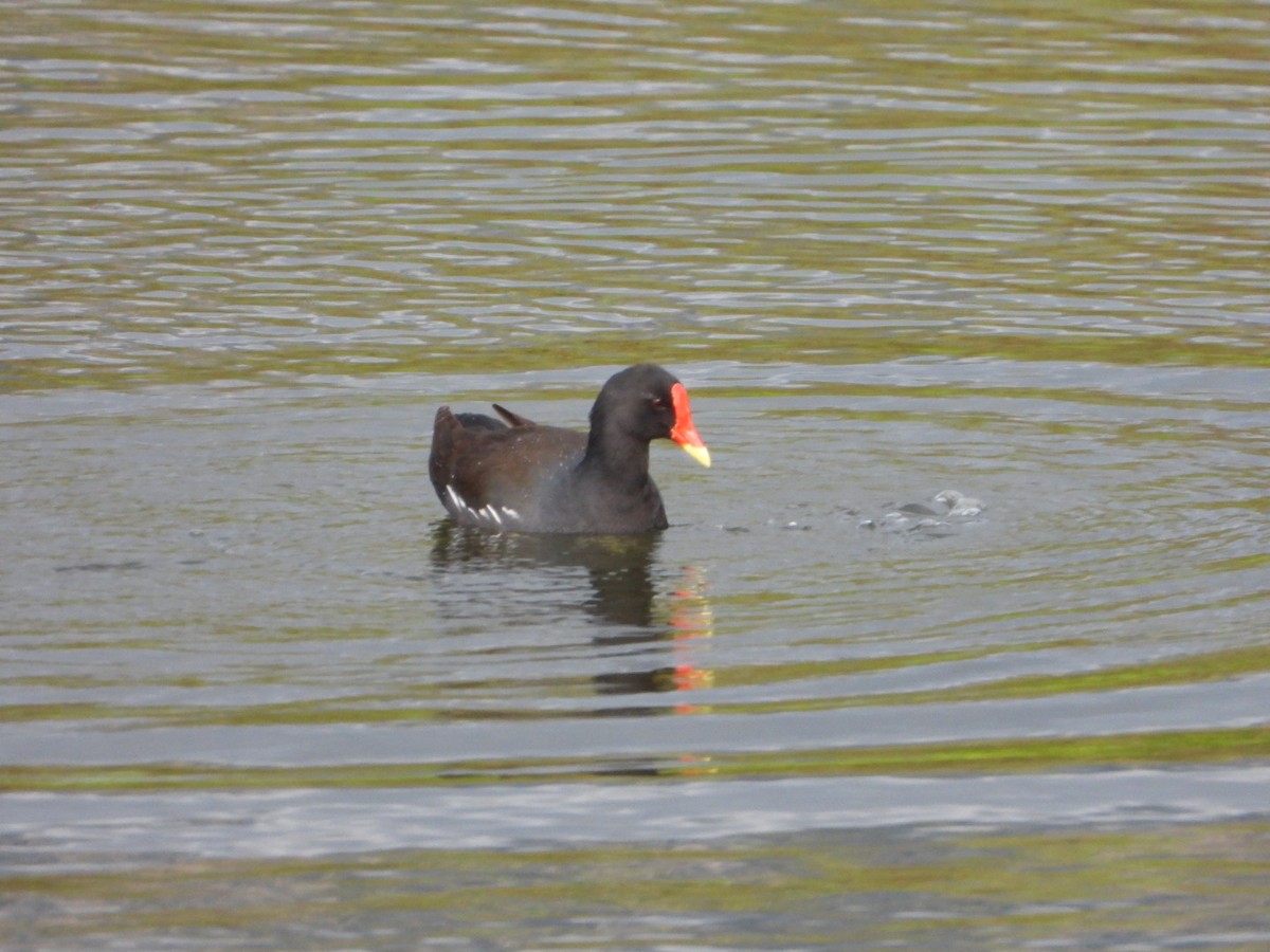 Gallinule poule-d'eau - ML283421211