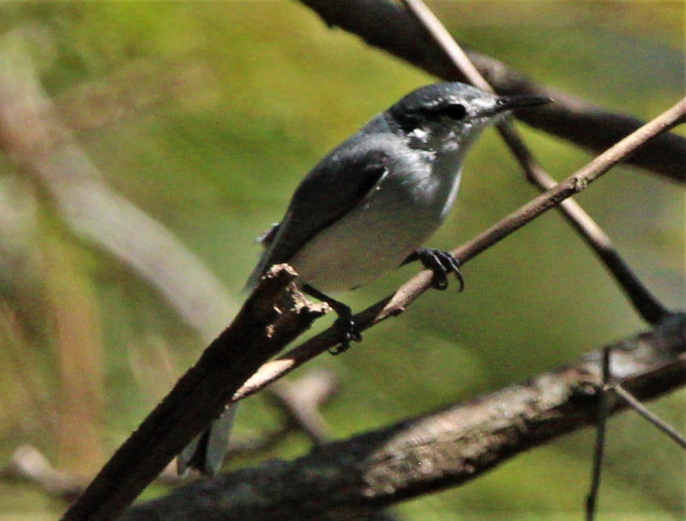 White-lored Gnatcatcher - ML283421761