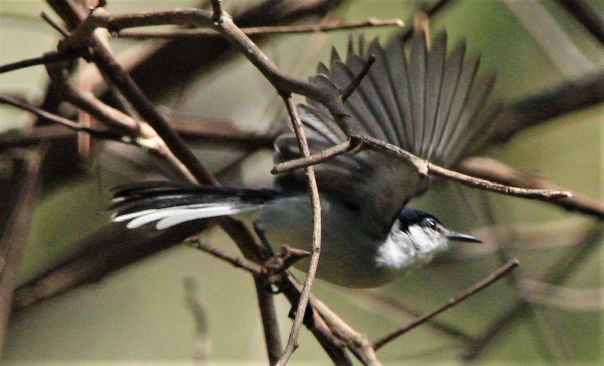 White-lored Gnatcatcher - ML283421781