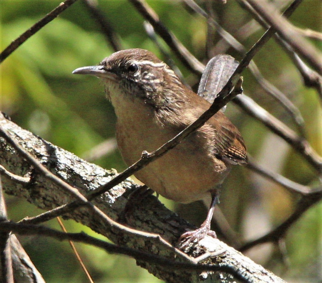 Carolina Wren - ML283421951