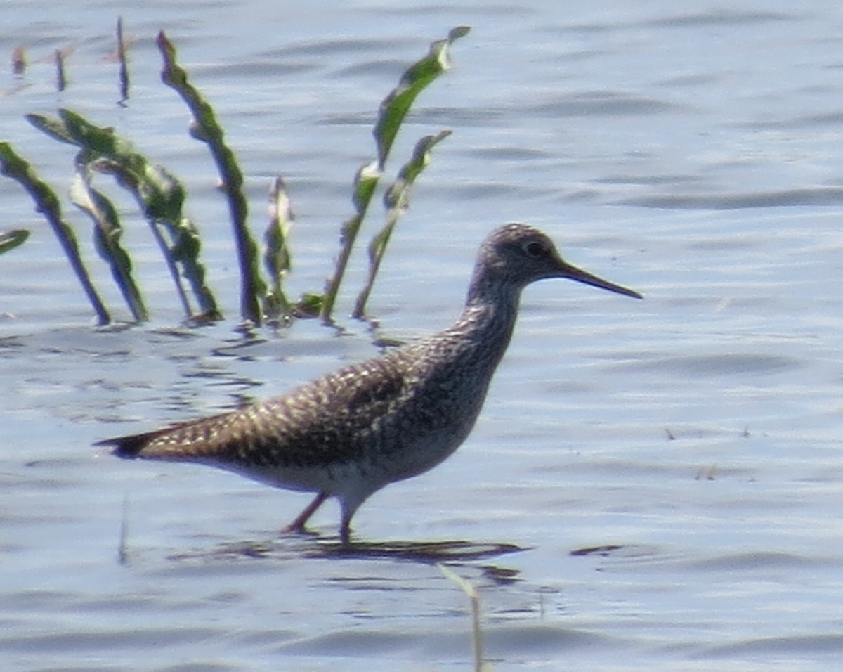 Greater Yellowlegs - Robin Maercklein