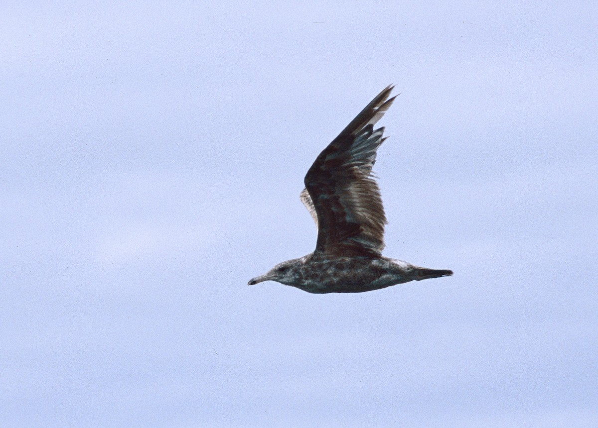 California Gull - Ryan O'Donnell