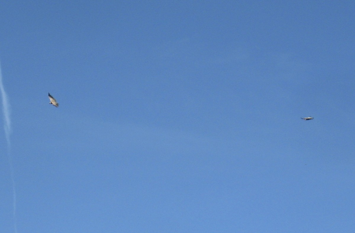 Eurasian Griffon - ML283426001