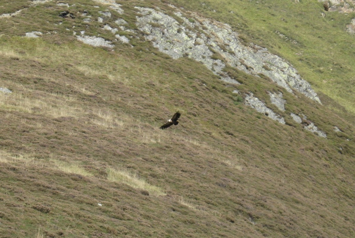 Eurasian Griffon - ML283426011