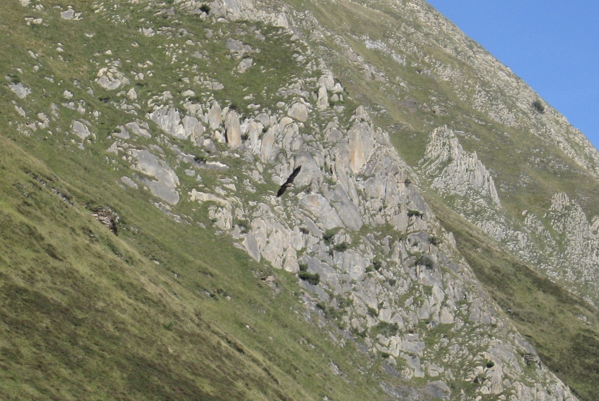 Eurasian Griffon - ML283426021
