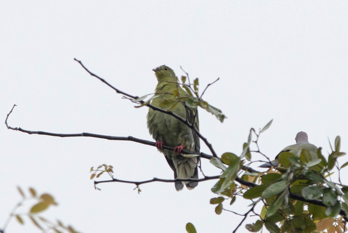 Буроголовый зелёный голубь - ML283430331