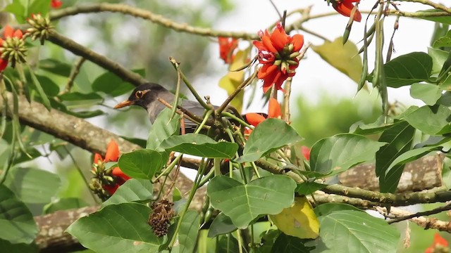 Indian Blackbird - ML283430621