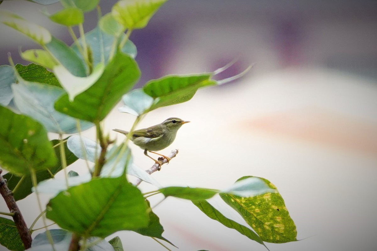 Arctic Warbler - S Rama Chandran